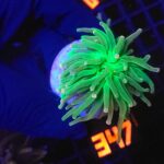 Euphyllia glabrescens cotton candy (347)