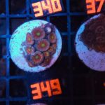 Zoanthus Lord of the Rings Premium (349)