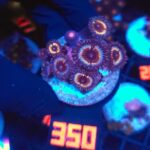 Zoanthus Premum Sonic Flare (350) PREMIUM