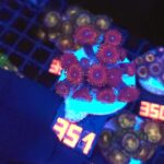Zoanthus Red Blue Eye (351)