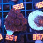 Zoanthus Red Blue Eye (351)