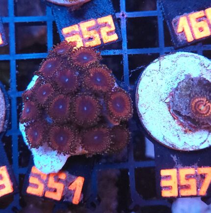 Zoanthus Red Blue Eye (351)