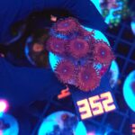Zoanthus Red Blue Eye (352)