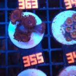 Zoanthus Red Blue Eye (355)