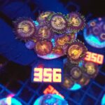 Zoanthus Nirvana Premium (356)