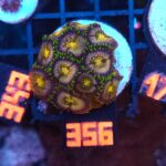 Zoanthus Nirvana Premium (356)