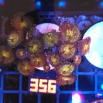 Zoanthus Nirvana Premium (356)