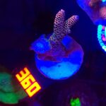 Acropora millepora pink (360)