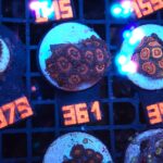 Zoanthus Lord of the Rings Premium (361)