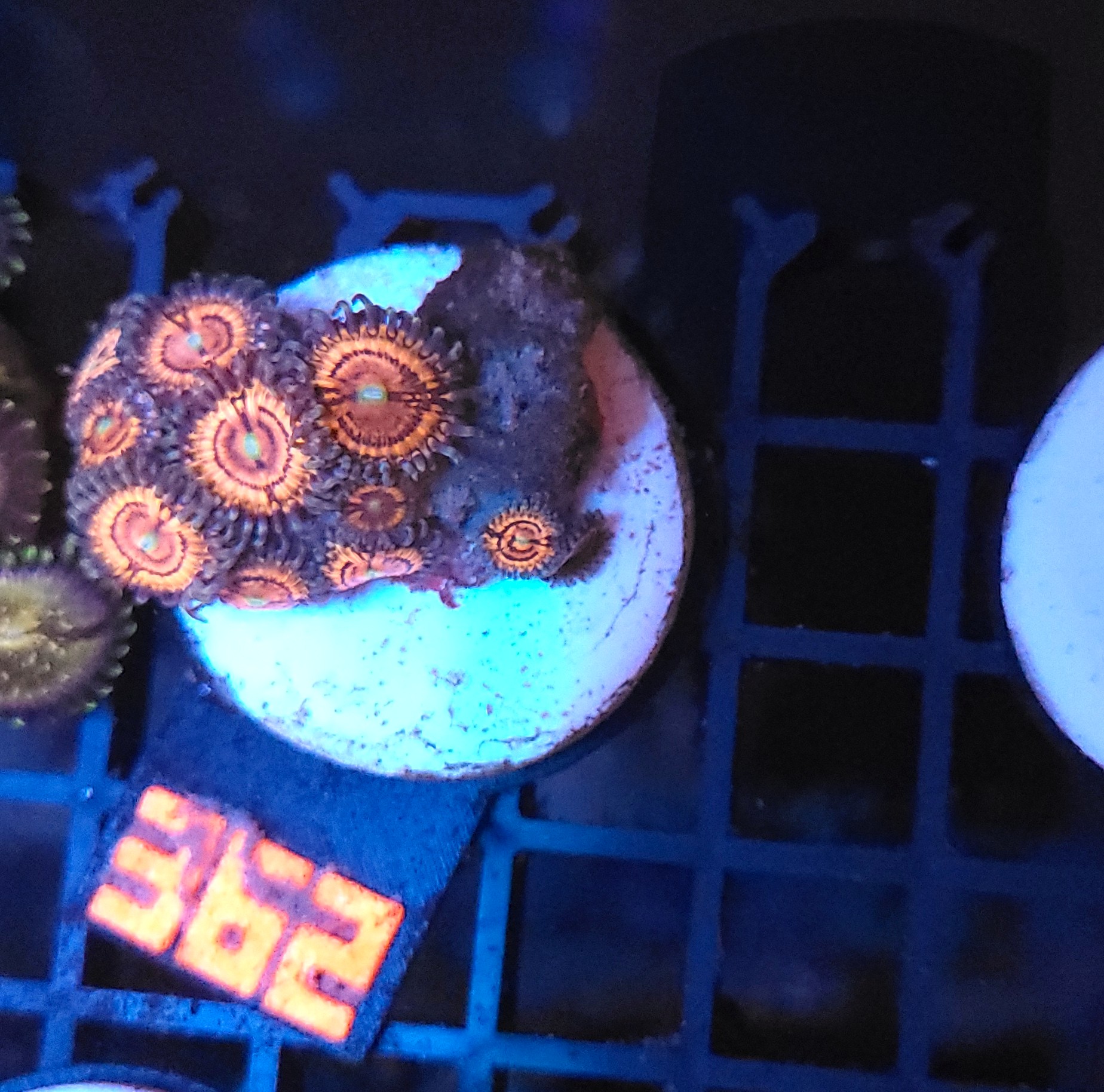 362 Zoanthus sp. (362) - obrazek 1