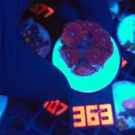 Zoanthus Red Blue Eye (363)