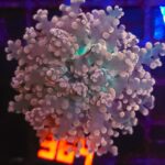 Euphyllia paradivisa (364)