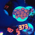 Zoanthus Lord of the Rings Premium (373)