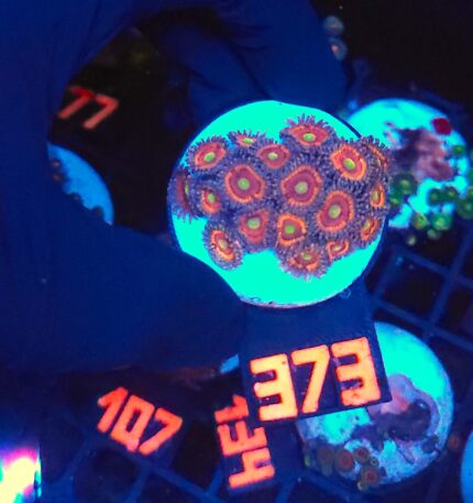 Zoanthus Lord of the Rings Premium (373)