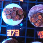 Zoanthus Lord of the Rings Premium (373)