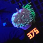 Euphyllia glabrescens sp. (375)