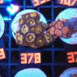 Zoanthus Nirvana Premium (378)