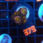 Zoanthus Nirvana Premium (379)