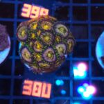 Zoanthus Nirvana Premium (380)