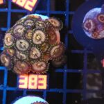 Zoanthus Nirvana Premium (383)