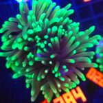 Euphyllia glabrescens dragon soul (384)