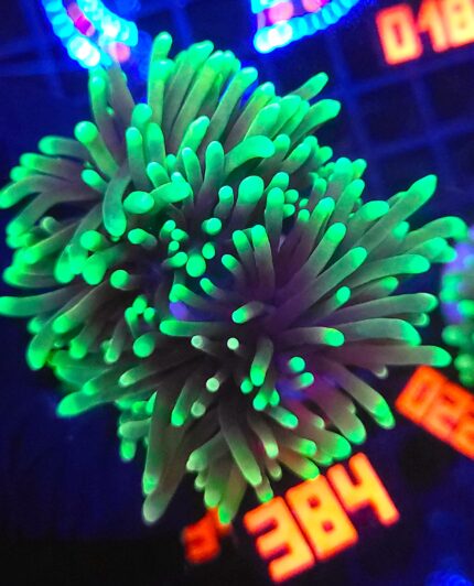 Euphyllia glabrescens dragon soul (384)