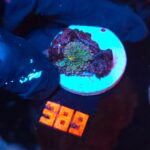 Ricordea yuma Special Colored (389)