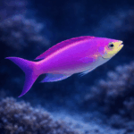 Pseudanthias tuka
