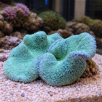 Stichodactyla haddoni (ukwiał dywanowy) (śr. ok 15cm)