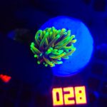 Euphyllia glabrescens dragon soul (028)