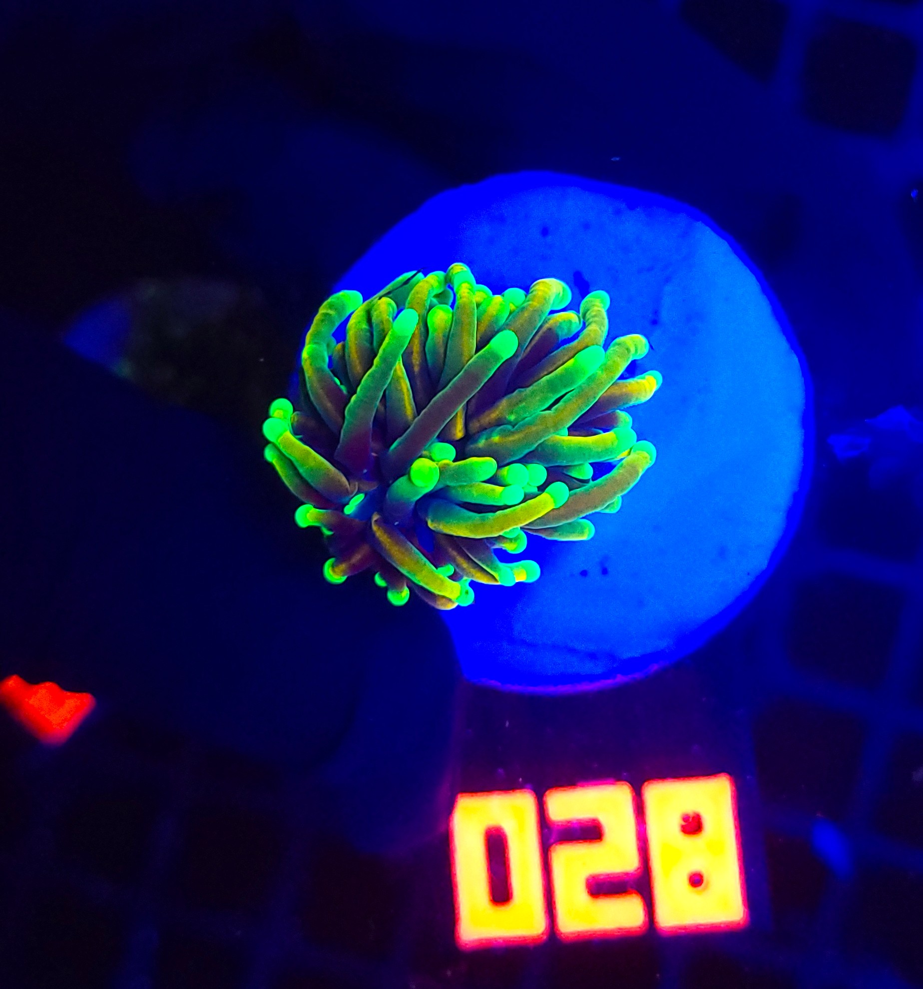 028 Euphyllia glabrescens dragon soul (028) - obrazek 1