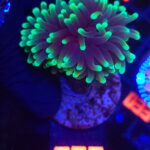 Euphyllia glabrescens dragon soul (035)