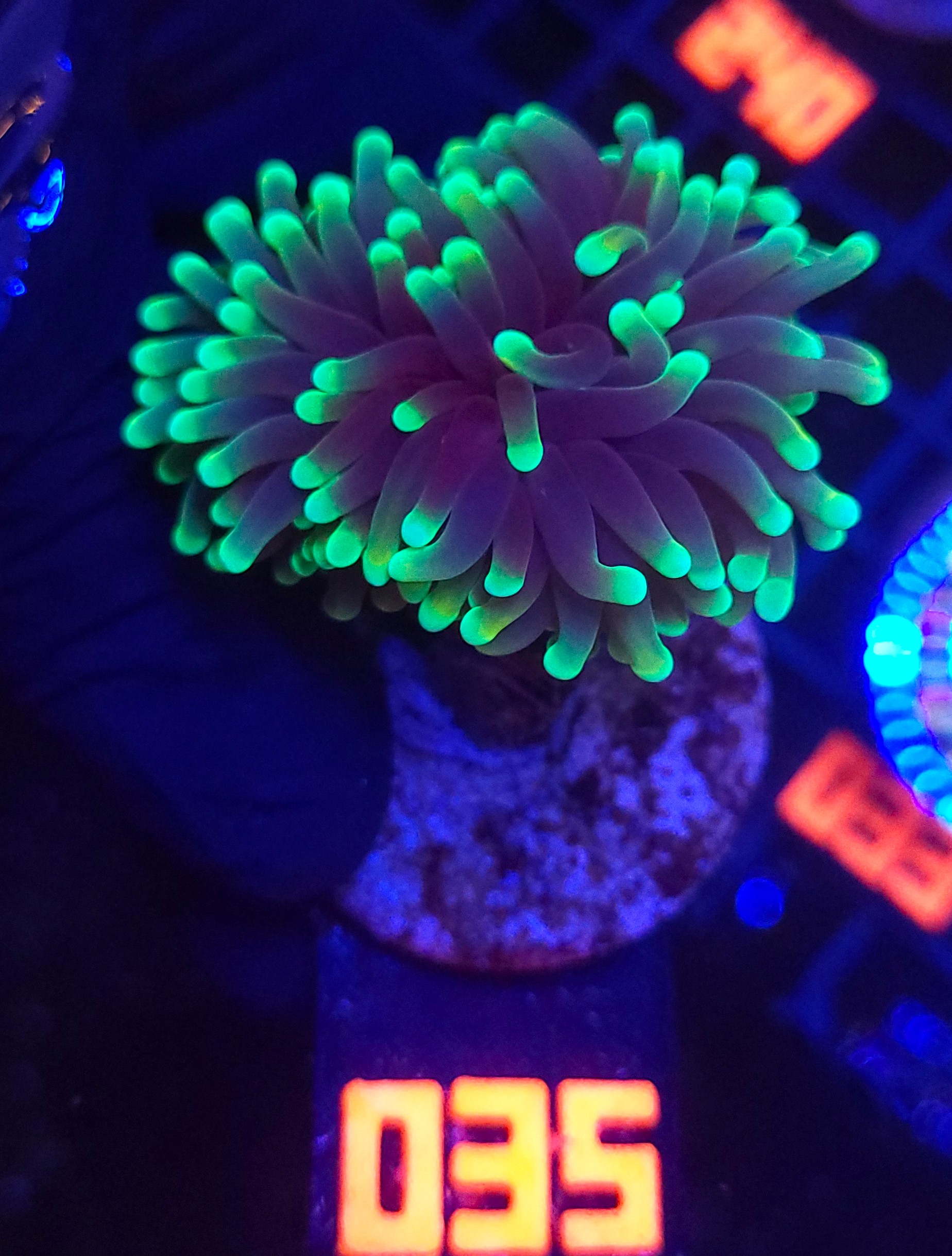 035 Euphyllia glabrescens dragon soul (035) - obrazek 1