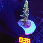 Acropora millepora rainbow (038)