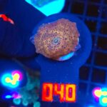 Discosoma Leopard (040)