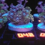 Goniopora Grey Green (042)