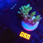 Acropora valida (050)