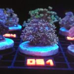 Goniopora Grey Green (051)