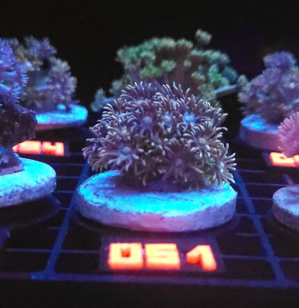 Goniopora Grey Green (051)