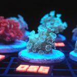 Alveopora Fluo Green (056)