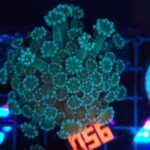 Alveopora Fluo Green (056)