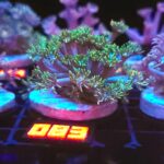 Goniopora lobata green (083)