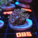 Goniopora Grey Green (086)