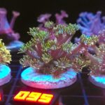 Goniopora lobata green (095)