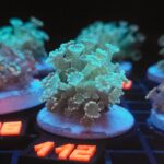 Alveopora Fluo Green (112)