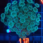 Alveopora Fluo Green (112)