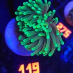 Euphyllia glabrescens dragon soul (119)