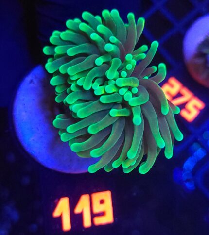 Euphyllia glabrescens dragon soul (119)