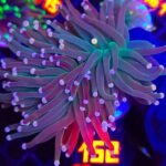 Euphyllia glabrescens Lavender Torch 3h (152)