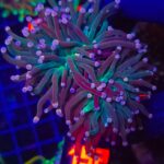 Euphyllia glabrescens Lavender Torch 3h (152)